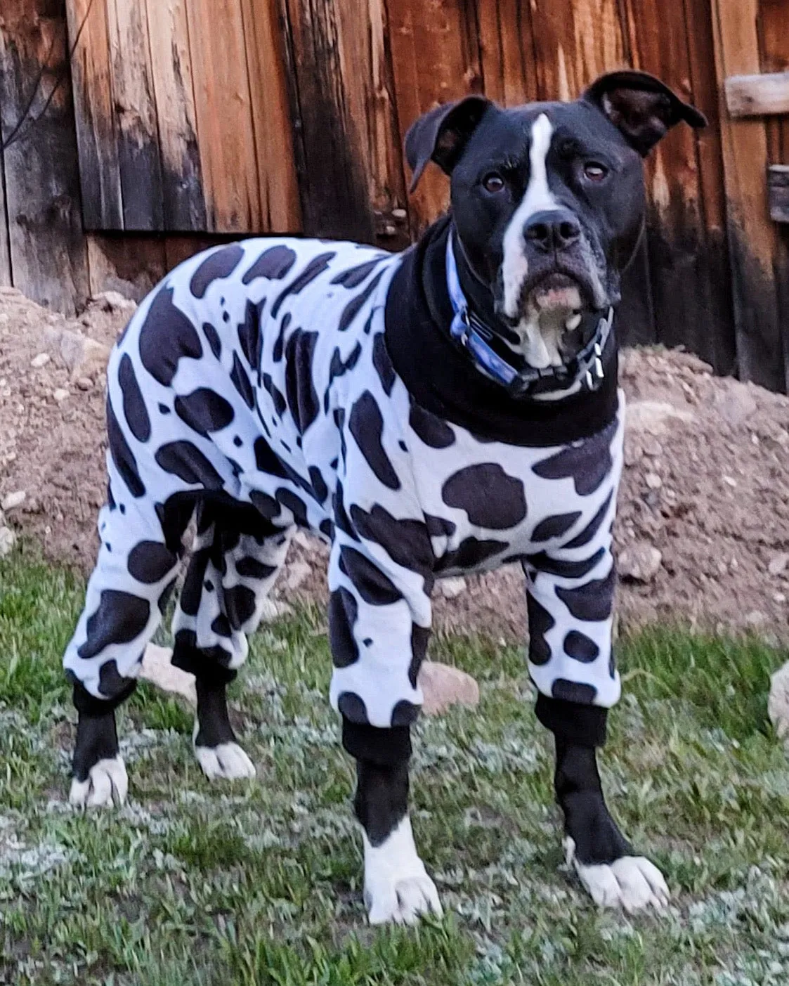 Cow Dog Pawjama🐮