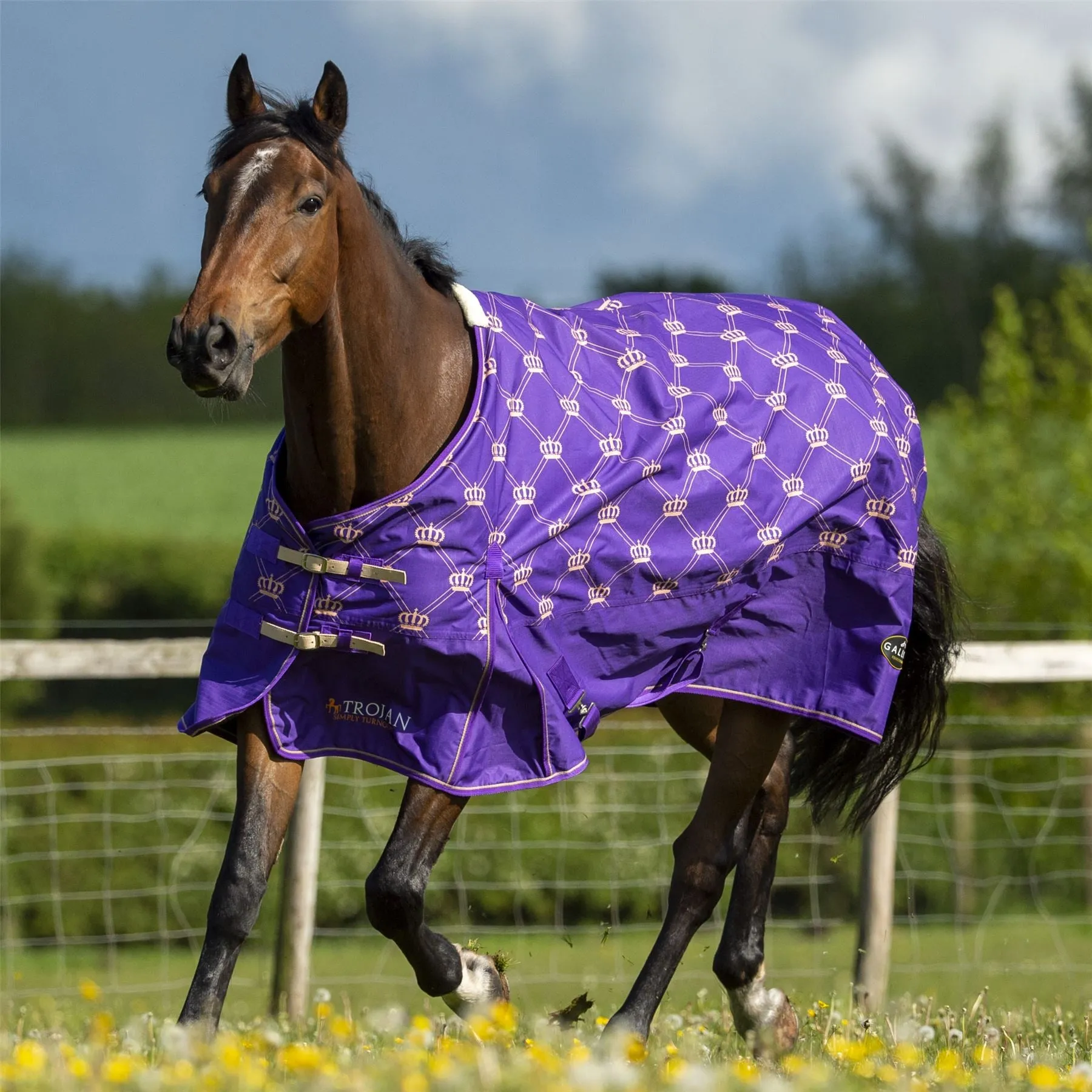 Gallop Equestrian Trojan Monarch 100 Turnout