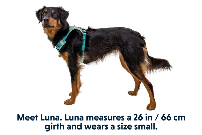 Ruffwear Hi & Light Lightweight Harness
