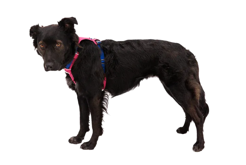 Ruffwear Hi & Light Lightweight Harness