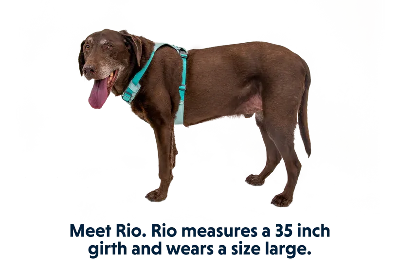 Ruffwear Hi & Light Lightweight Harness
